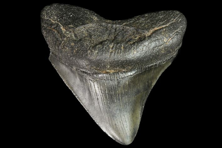 Fossil Megalodon Tooth - Posterior Tooth #76494